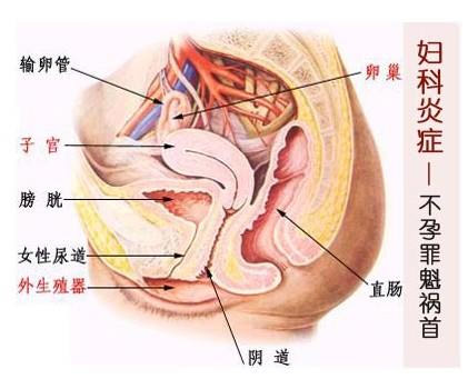 白带